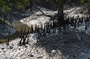 Cone roots typical to mangroves.