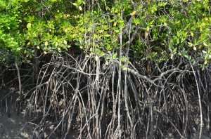 Stilt roots typical to mangroves