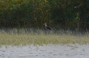 A stork on the river bank